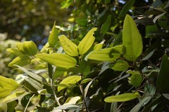 Cinnamomum nitidum
